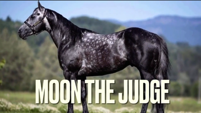 Moon The Judge